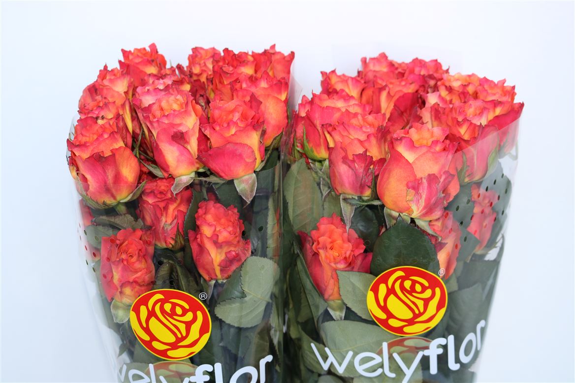 Rosa Free Spirit 50cm