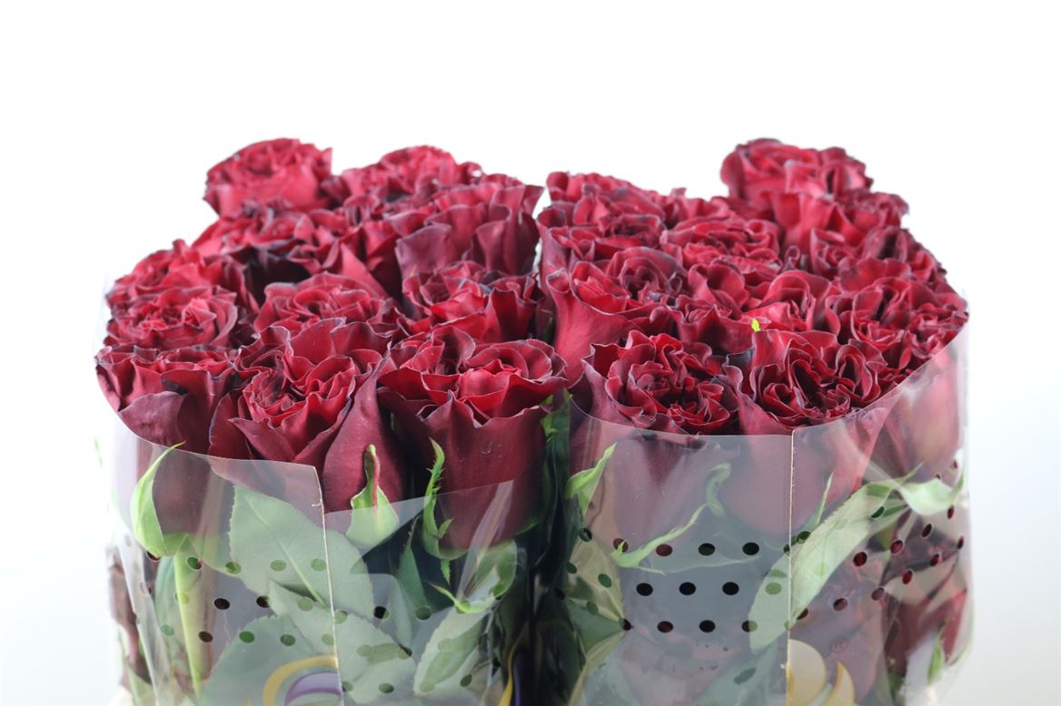 Rosa Hearts 50cm