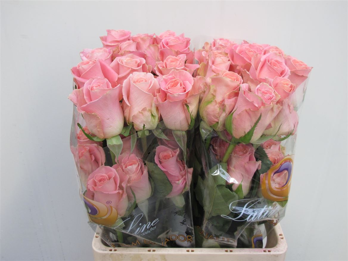 Rosa Hermosa+ 50cm