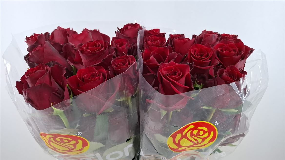 Rosa Explorer 50cm