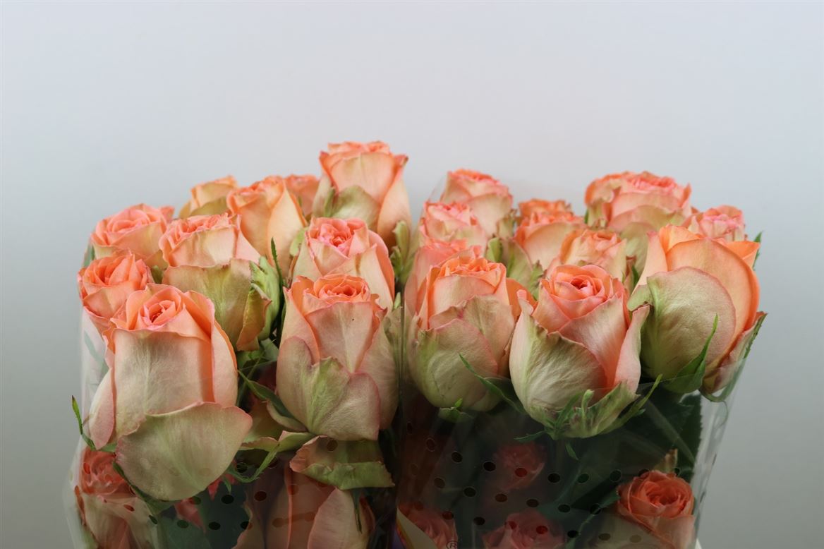 Rosa Country Spirit Home 50cm