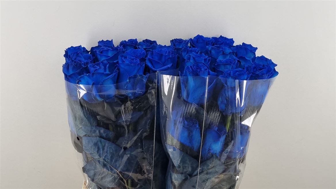 Rosa Painted Mondial Blue 70cm