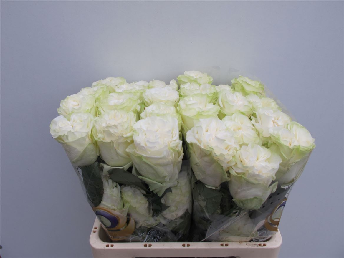 Rosa Moonstone 60cm
