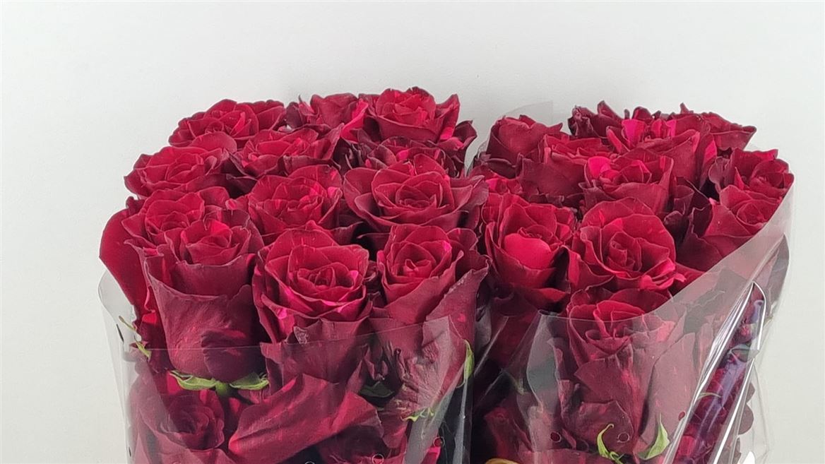 Rosa Red Panther 60cm