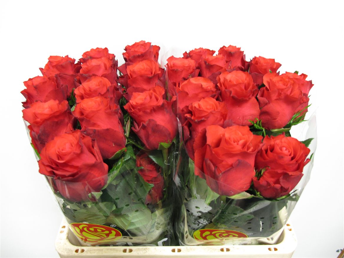 Rosa Altamira 50cm