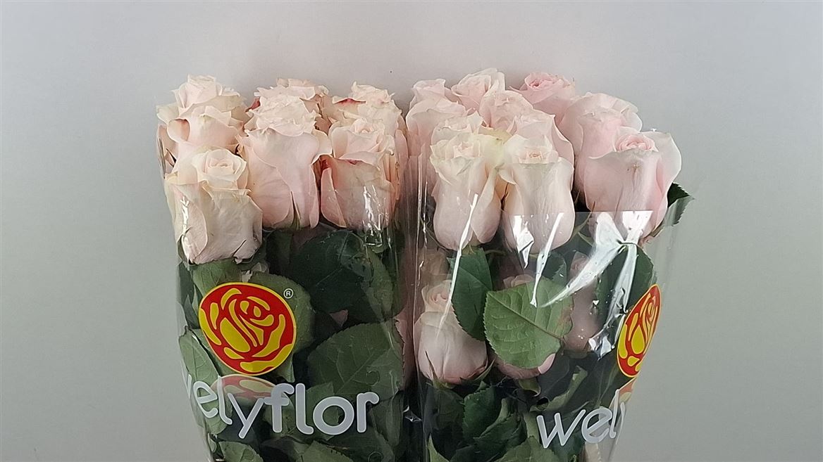 Rosa Pomarosa 60cm