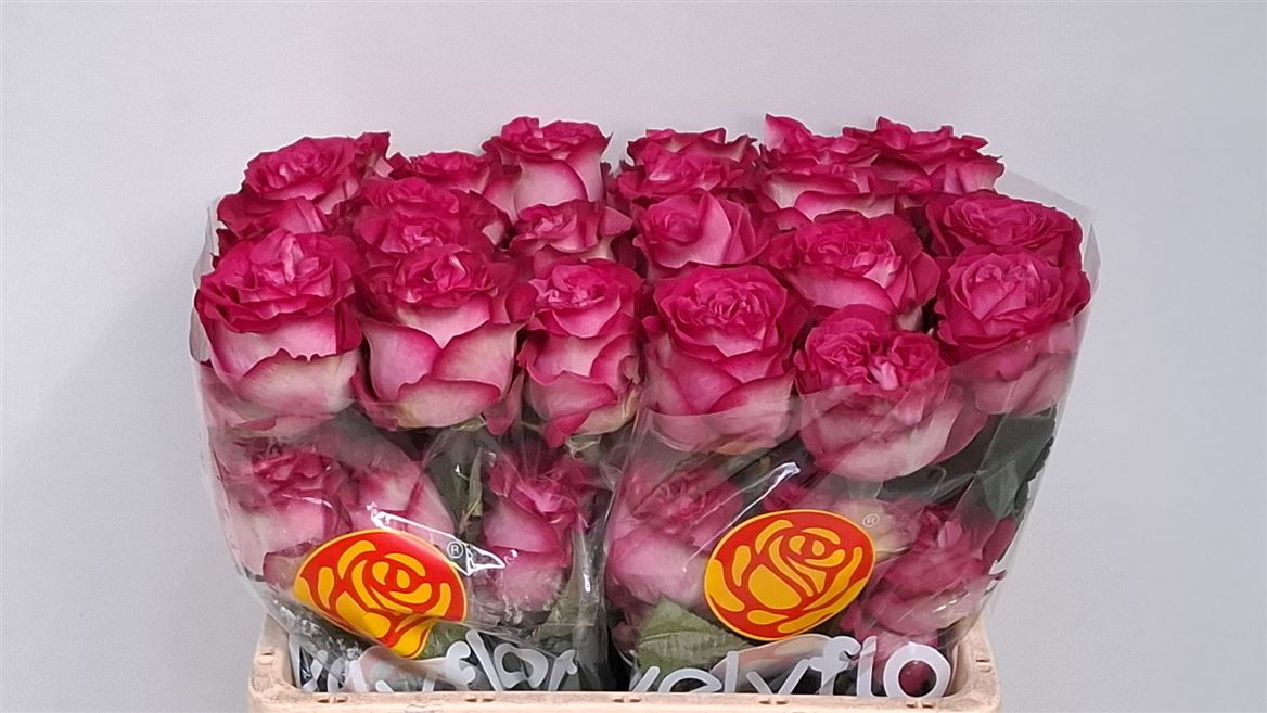 Rosa Dark Crown 50cm