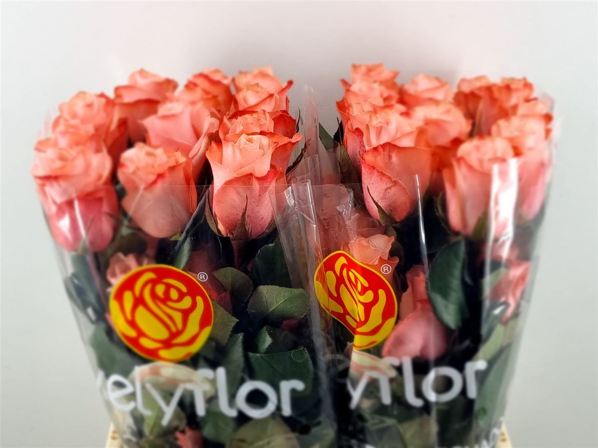 Rosa Be Sweet 60cm