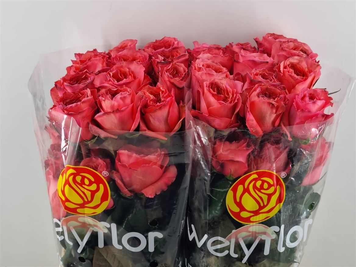 Rosa Candy X-Pression 40cm