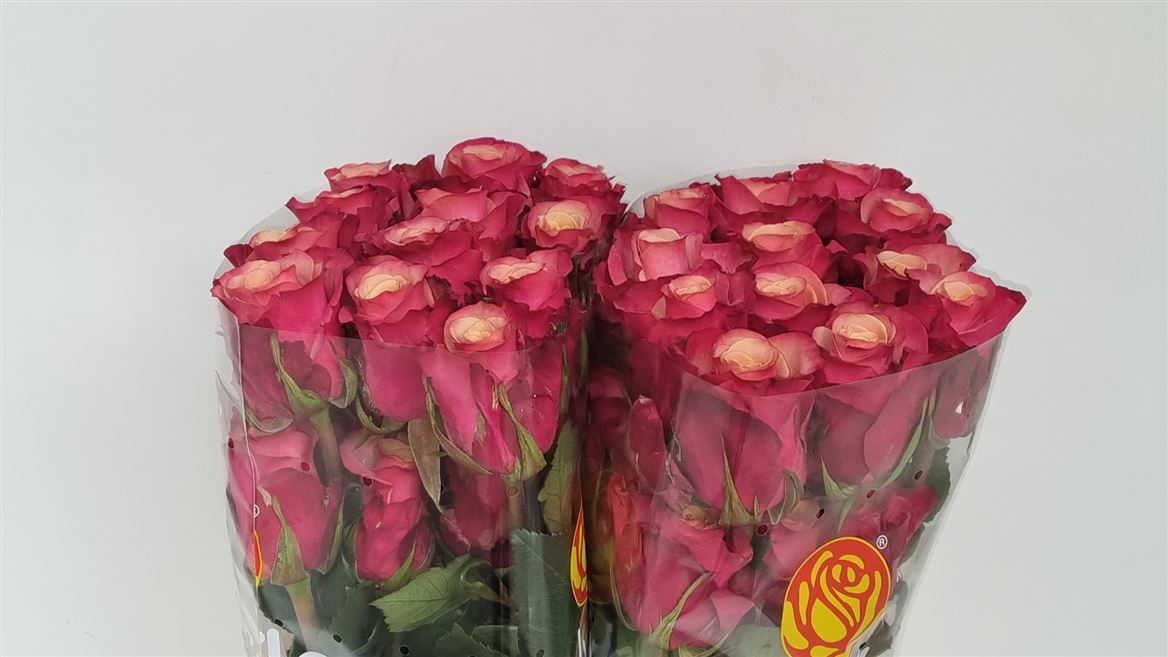 Rosa Cold Brew 60cm