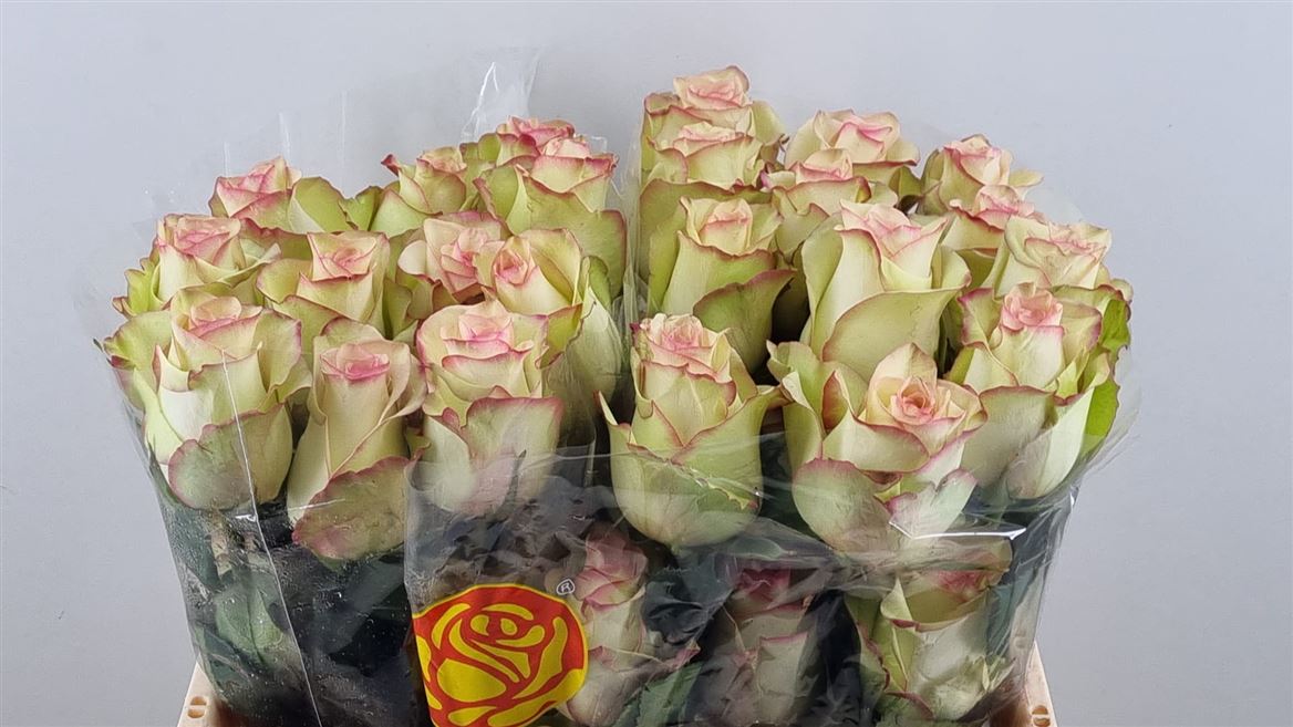 Rosa Crazy Diamond 50cm