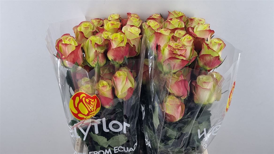 Rosa Journey 50cm