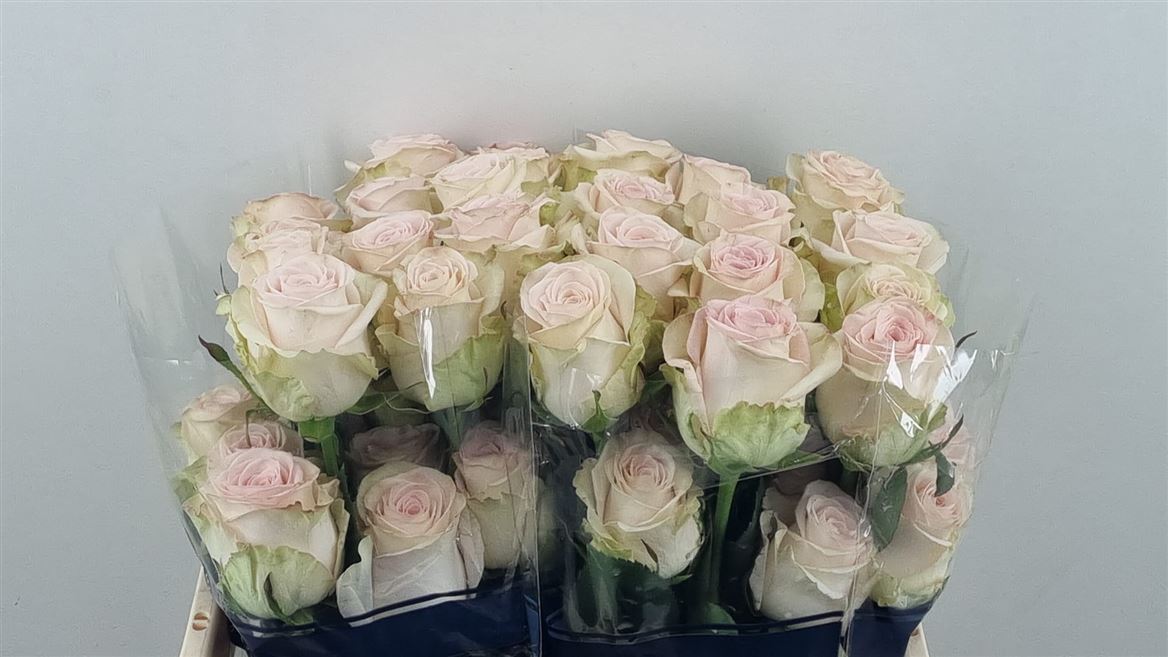 Rosa Happy Bride 50cm