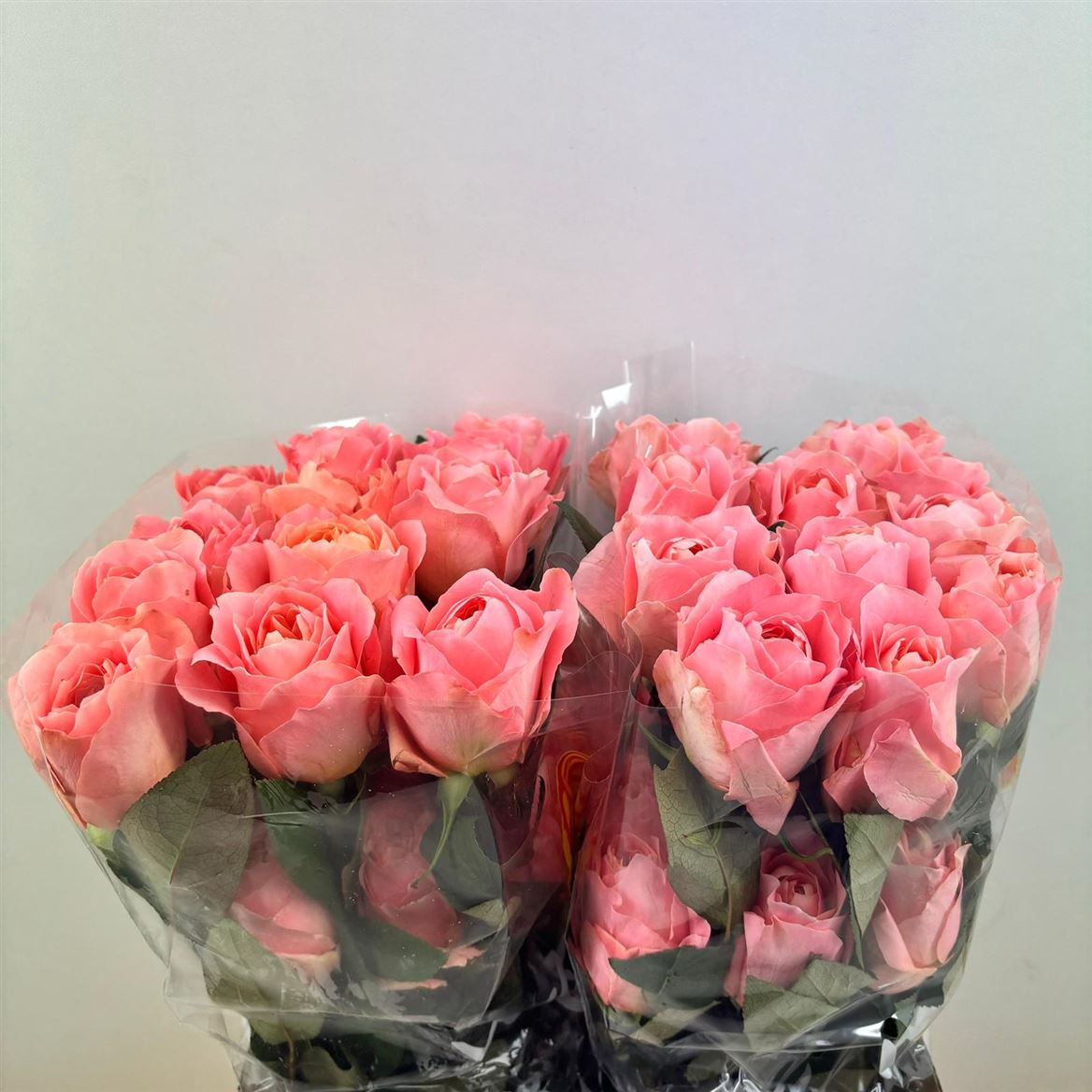 Rosa Dragonfly 60cm