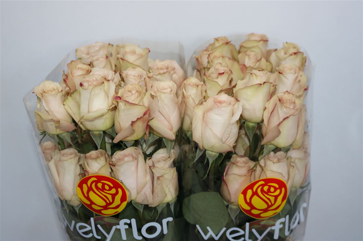 Rosa Quicksand 50cm