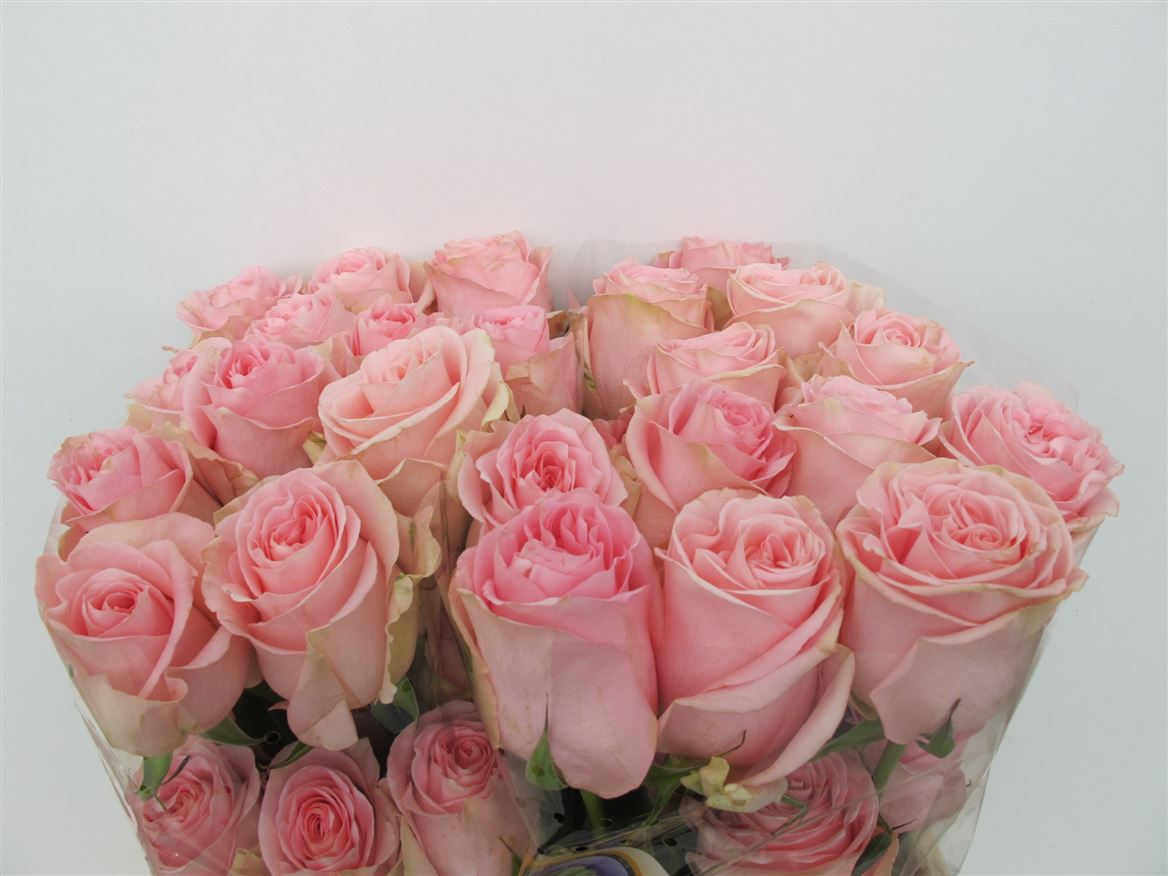 Rosa Luciano 60cm