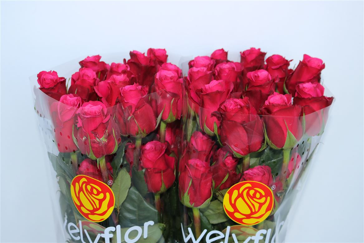 Rosa Cherry-o! 40cm
