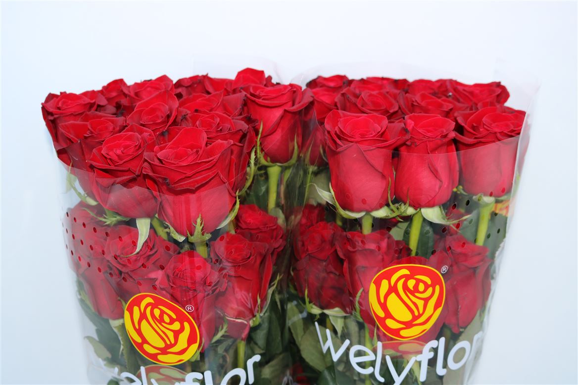Rosa Freedom 60cm