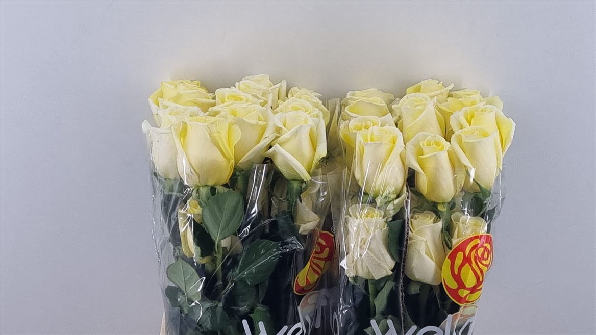 Rosa Sunny Days 60cm