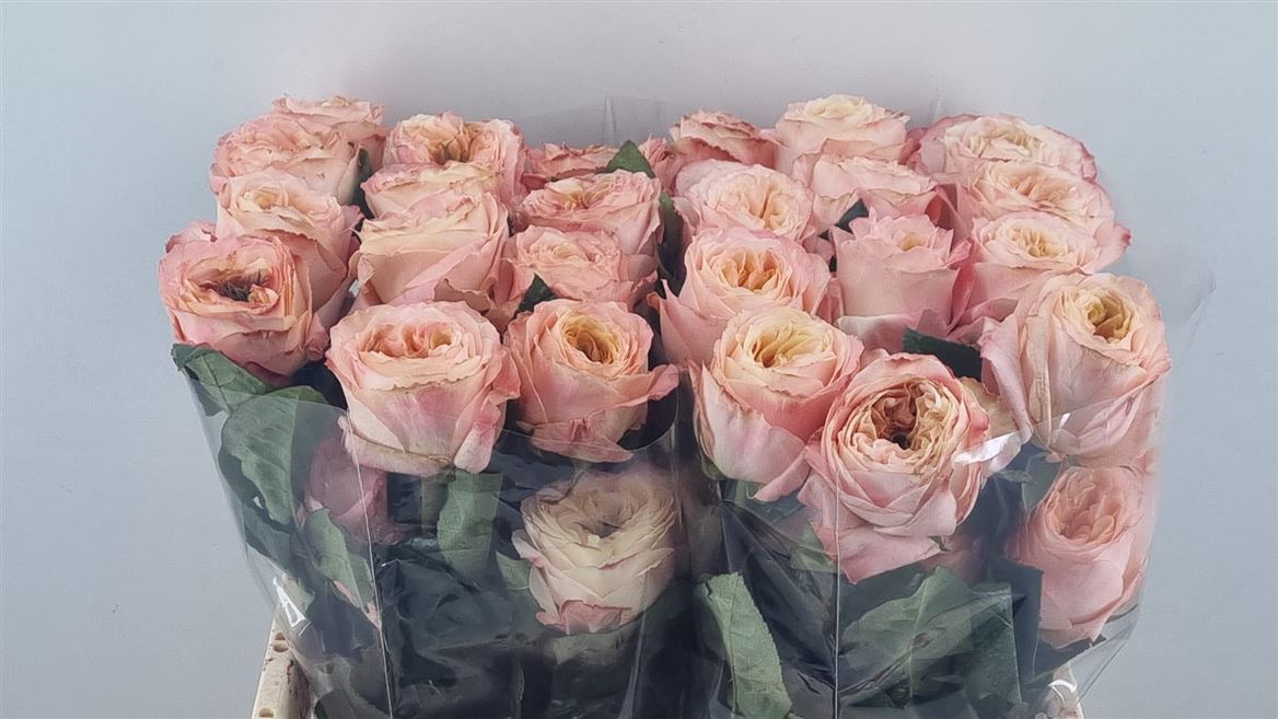 Rosa Melon Xpression 50cm