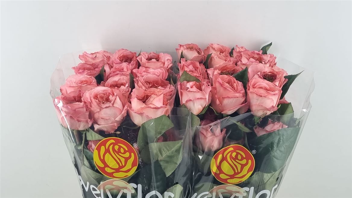 Rosa Mandarin X-Pression 40cm