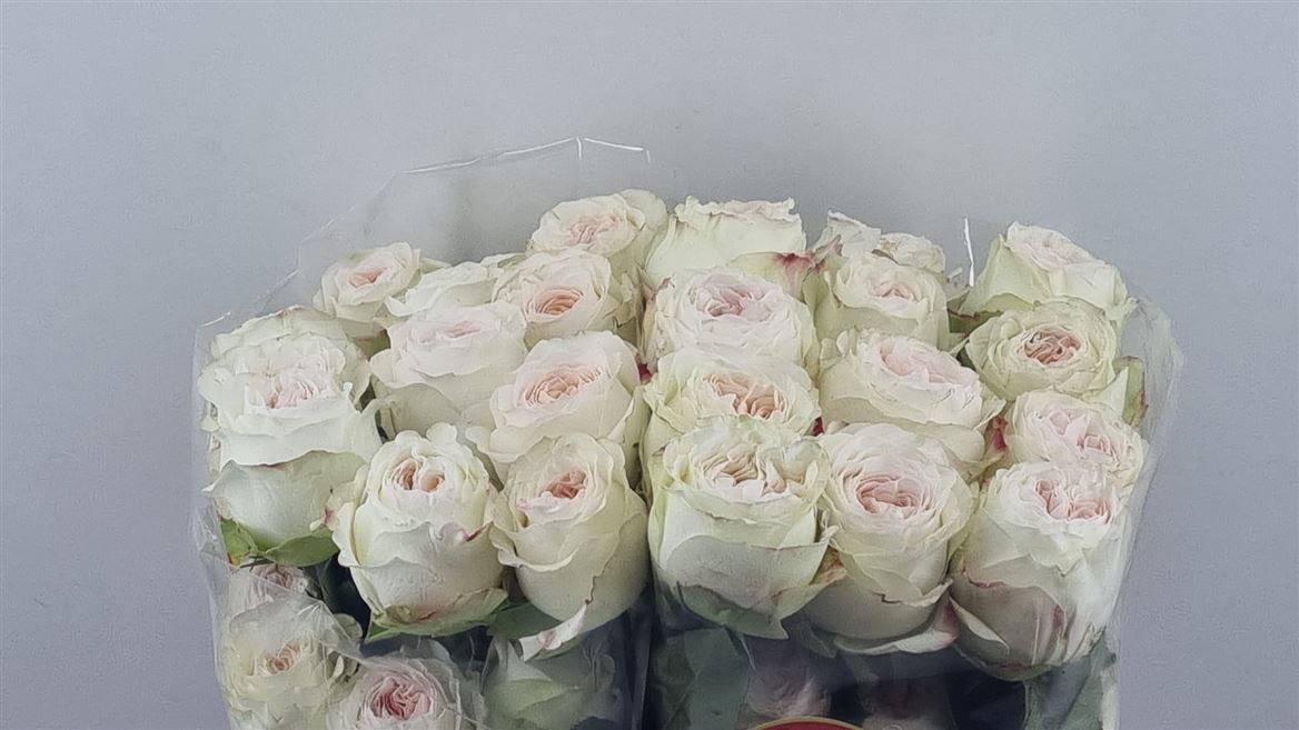 Rosa Lorena Summerhouse 50cm