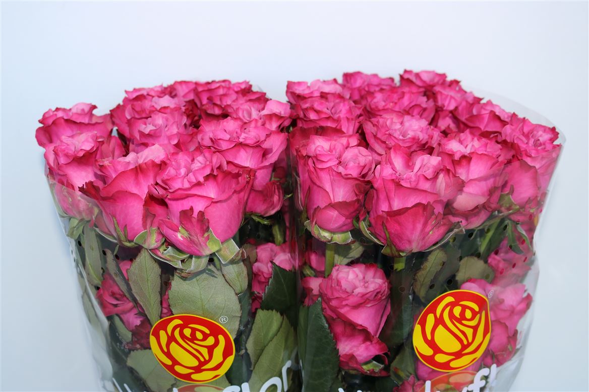 Rosa Country Spirit Blues 40cm