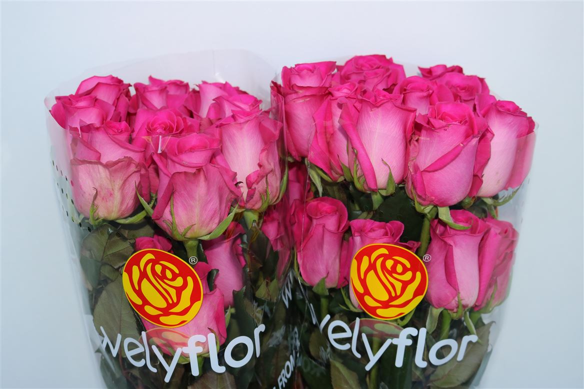 Rosa Topaz 40cm