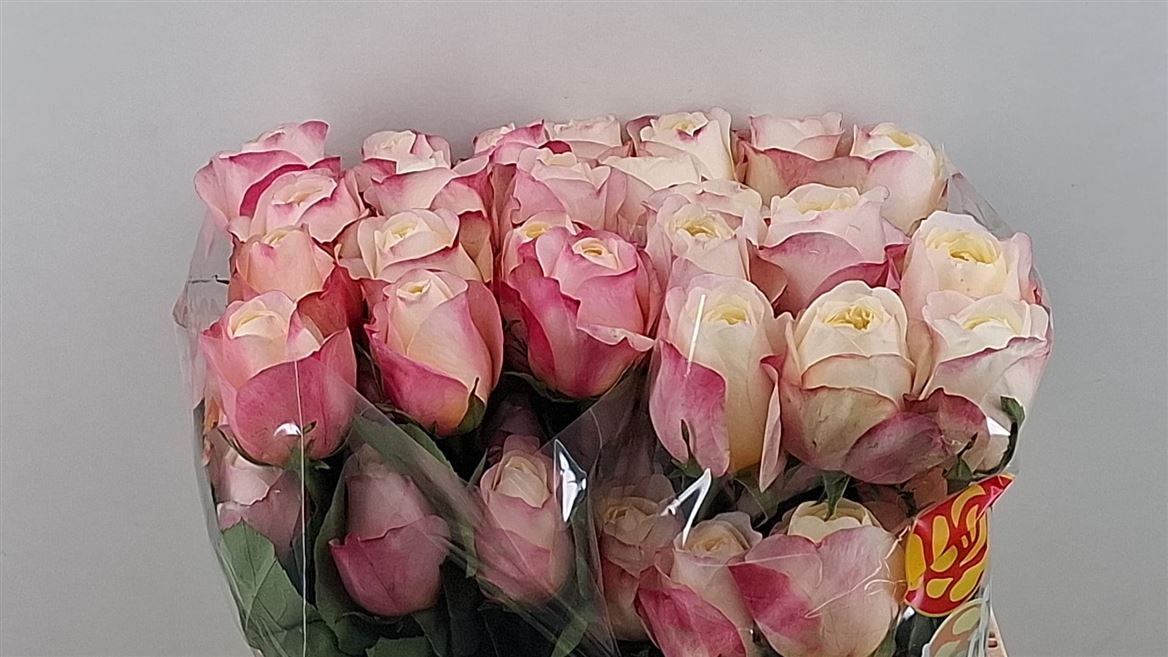 Rosa Farfalla 50cm