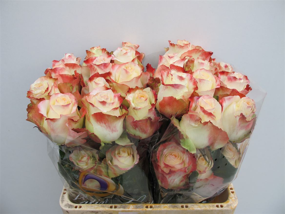 Rosa Aubade 50cm