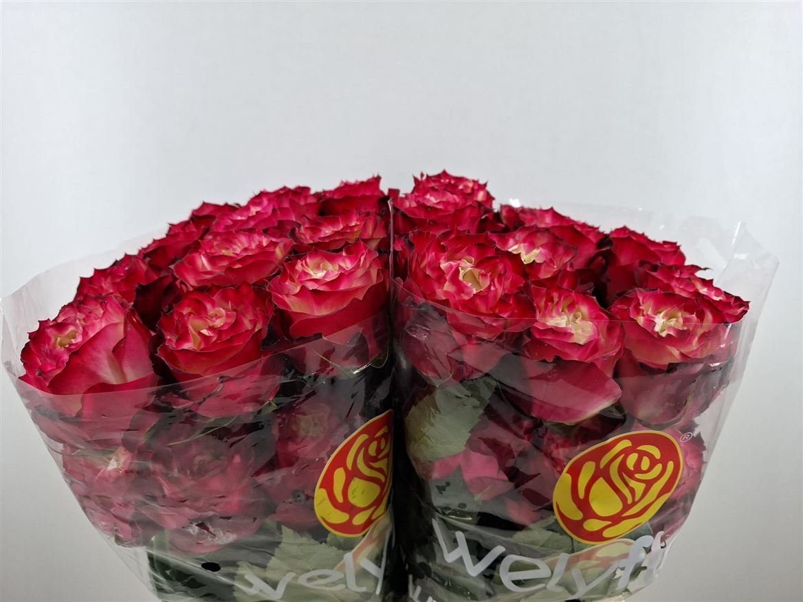 Rosa Apple Jack 70cm