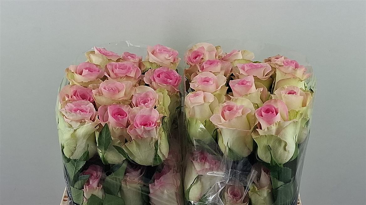 Rosa Swan+ 40cm