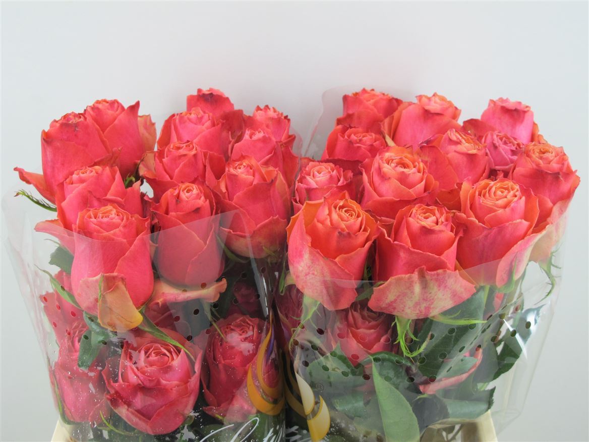 Rosa Cherry Carpe Diem 50cm