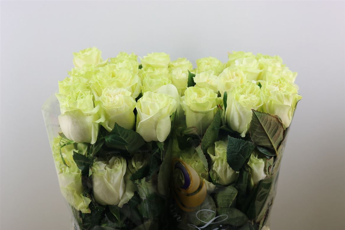 Rosa Moonstone 70cm