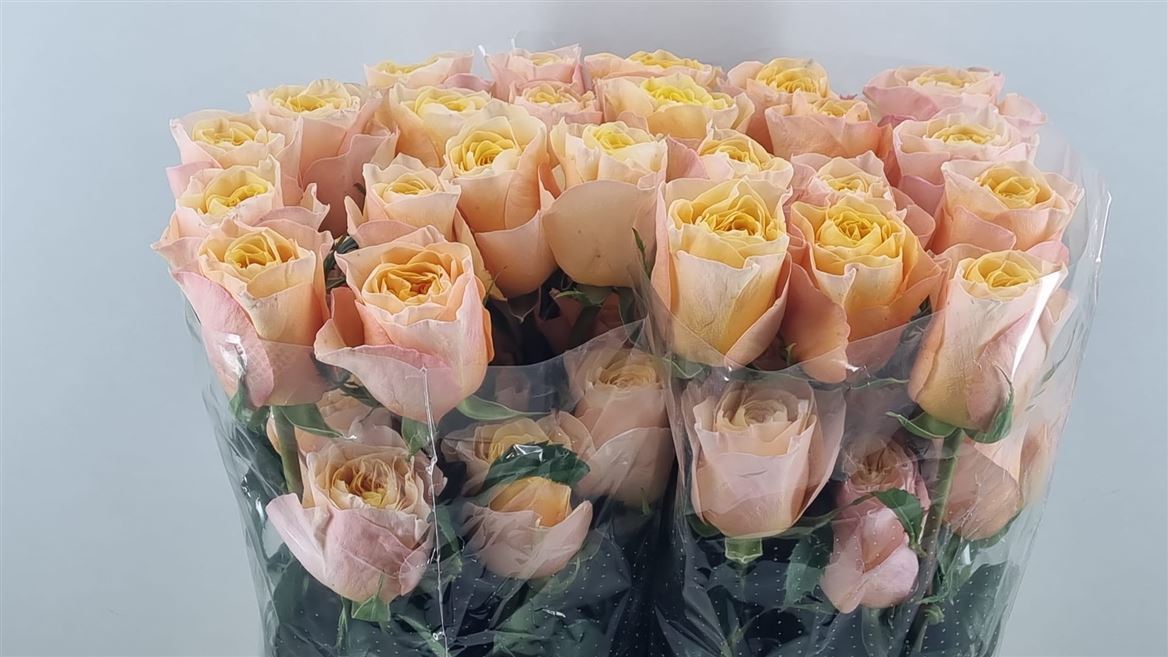 Rosa King Cross 50cm