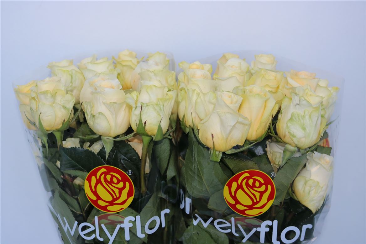 Rosa Crème De La Crème 50cm