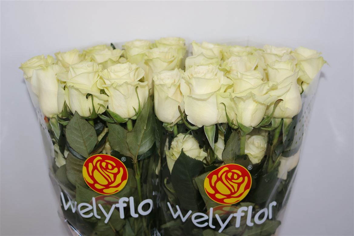 Rosa Mondial 50cm