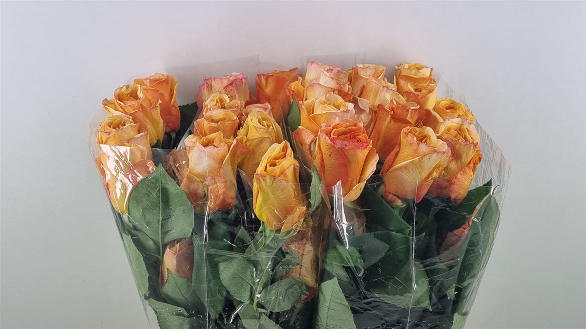 Rosa Capriccio+ 50cm