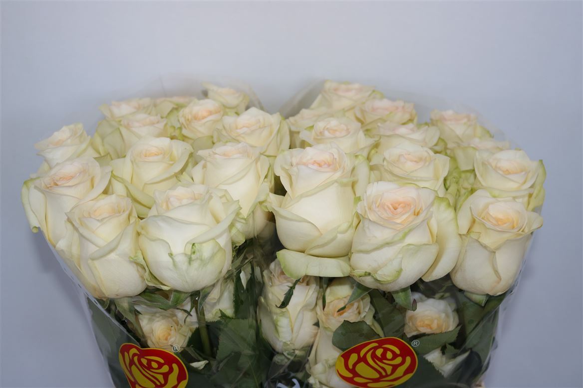 Rosa Candlelight 50cm
