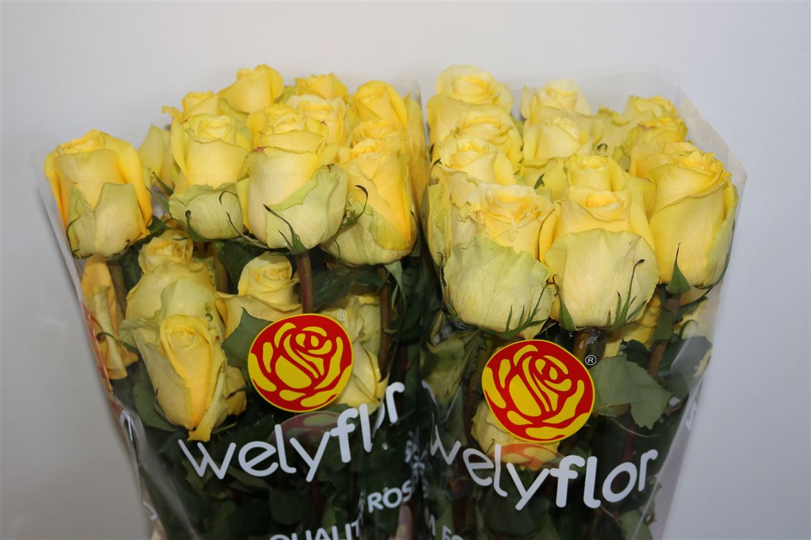 Rosa Tara 50cm