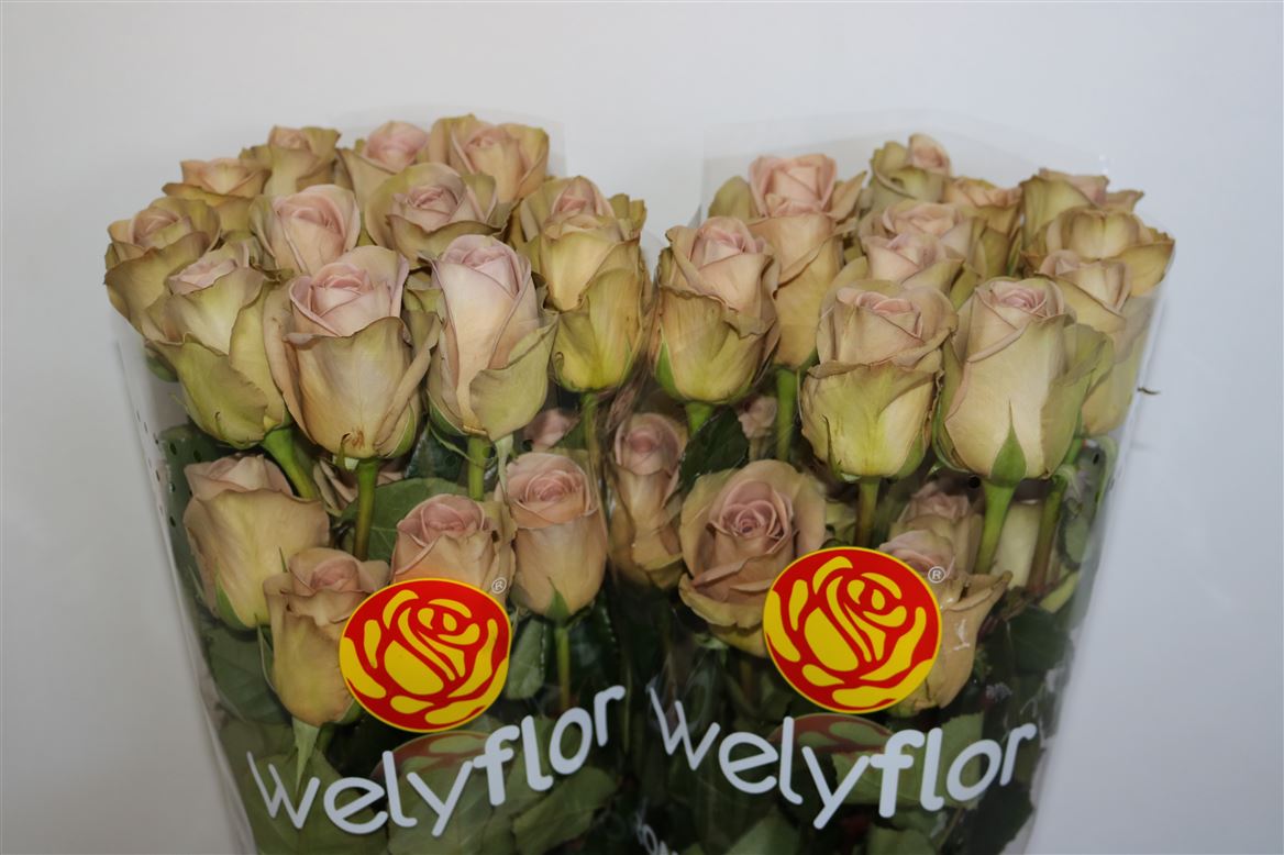 Rosa Amnesia 40cm