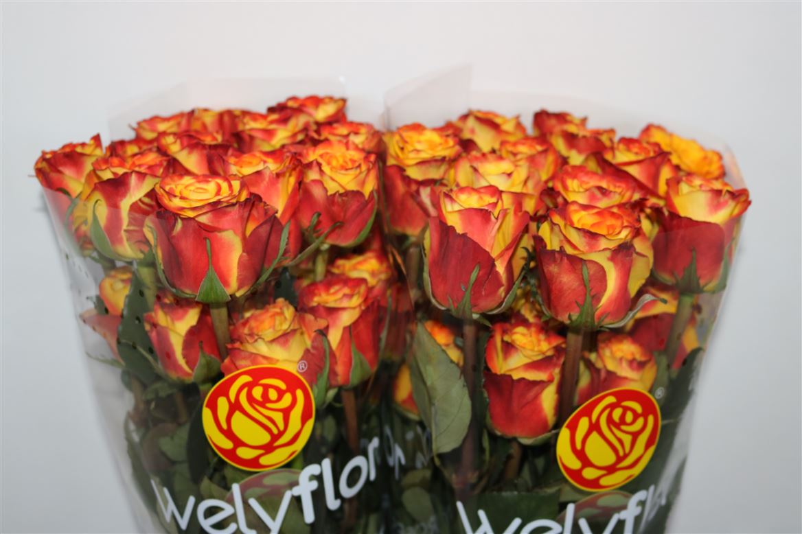 Rosa High & Magic Yellow 60cm