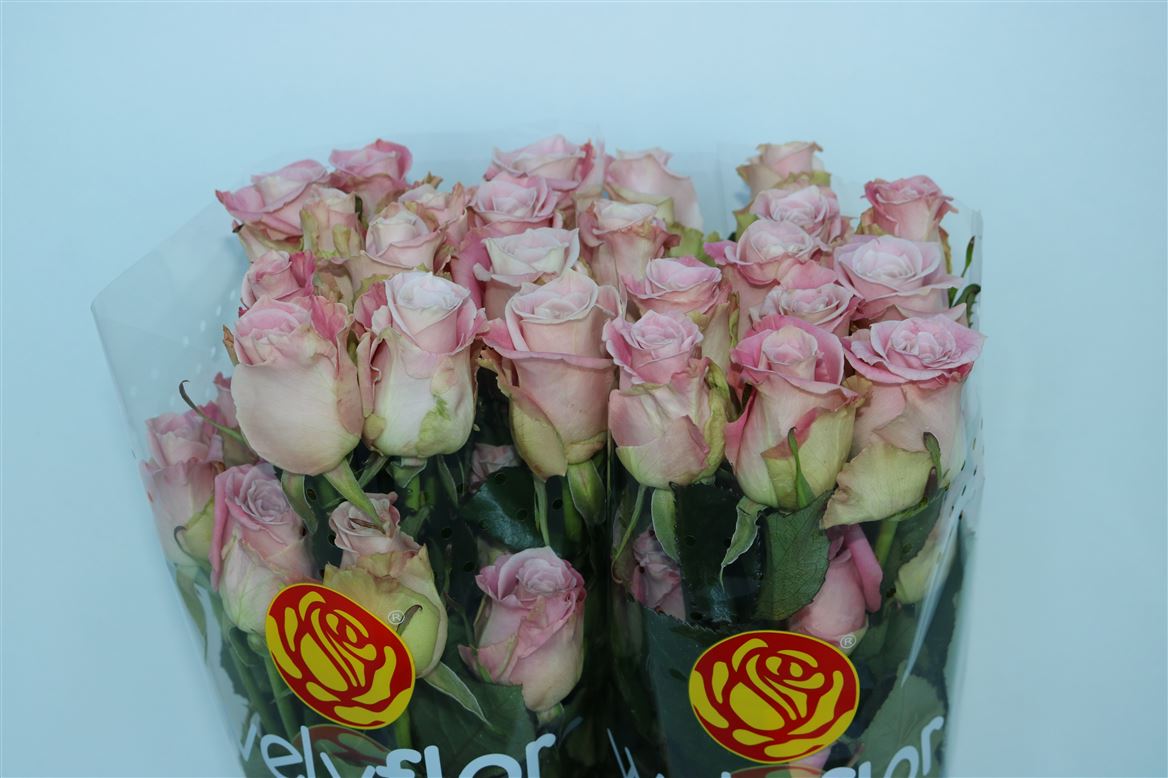Rosa Faith 60cm
