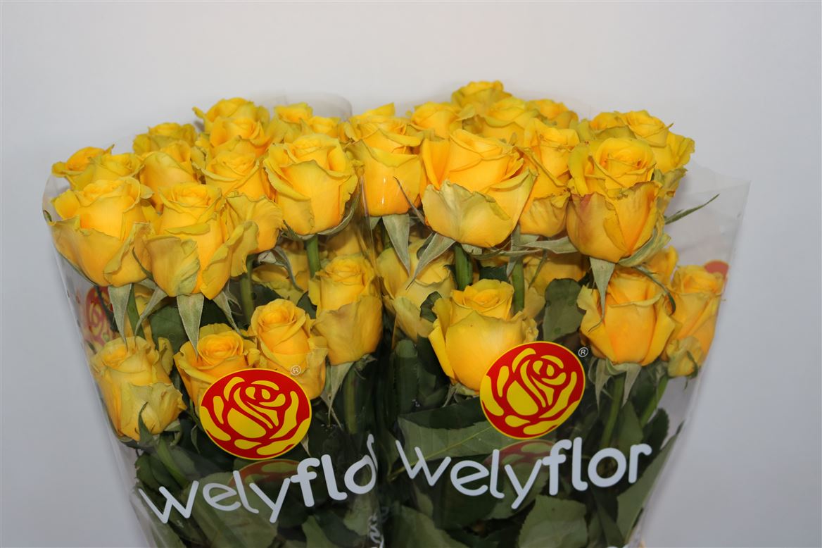 Rosa High & Exotic 50cm