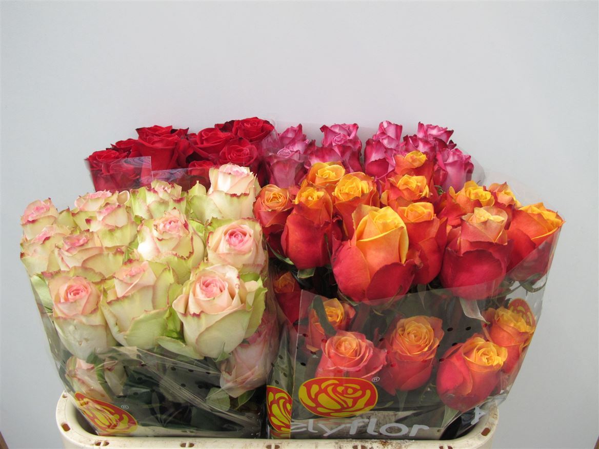 Rosa Mixed 40cm