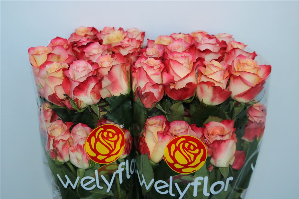 Rosa Cabaret 70cm