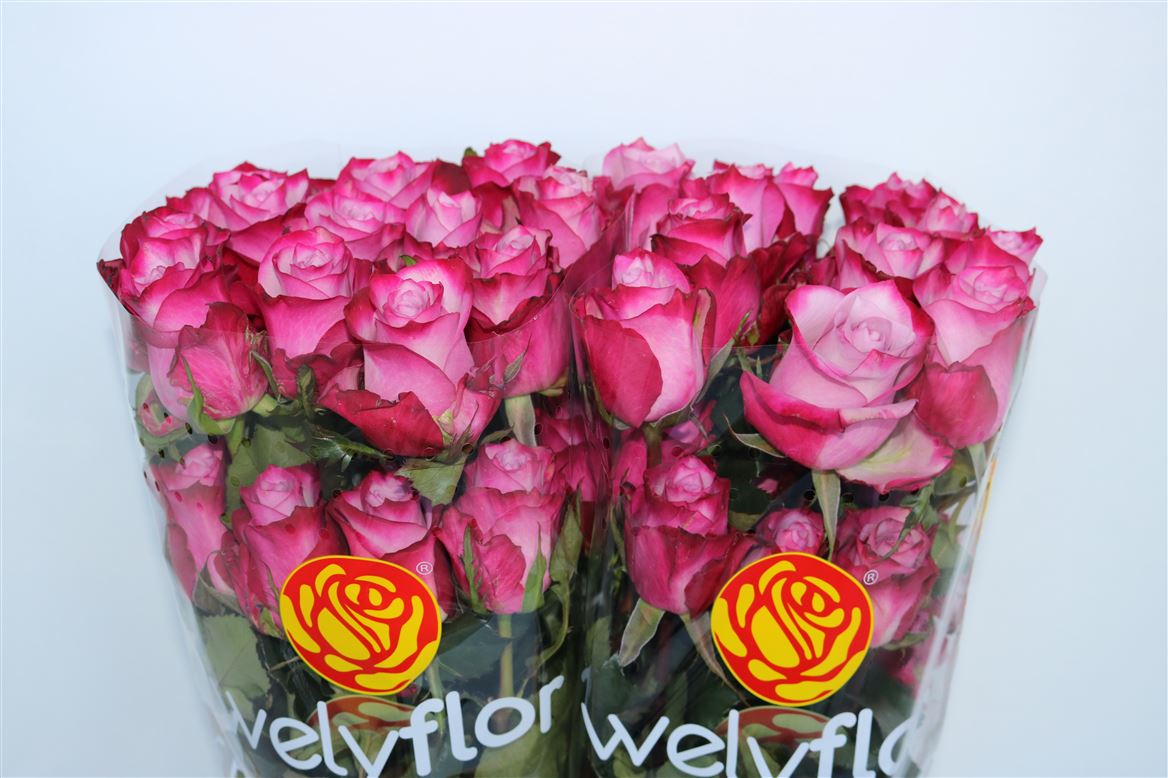 Rosa Deep Purple 60cm