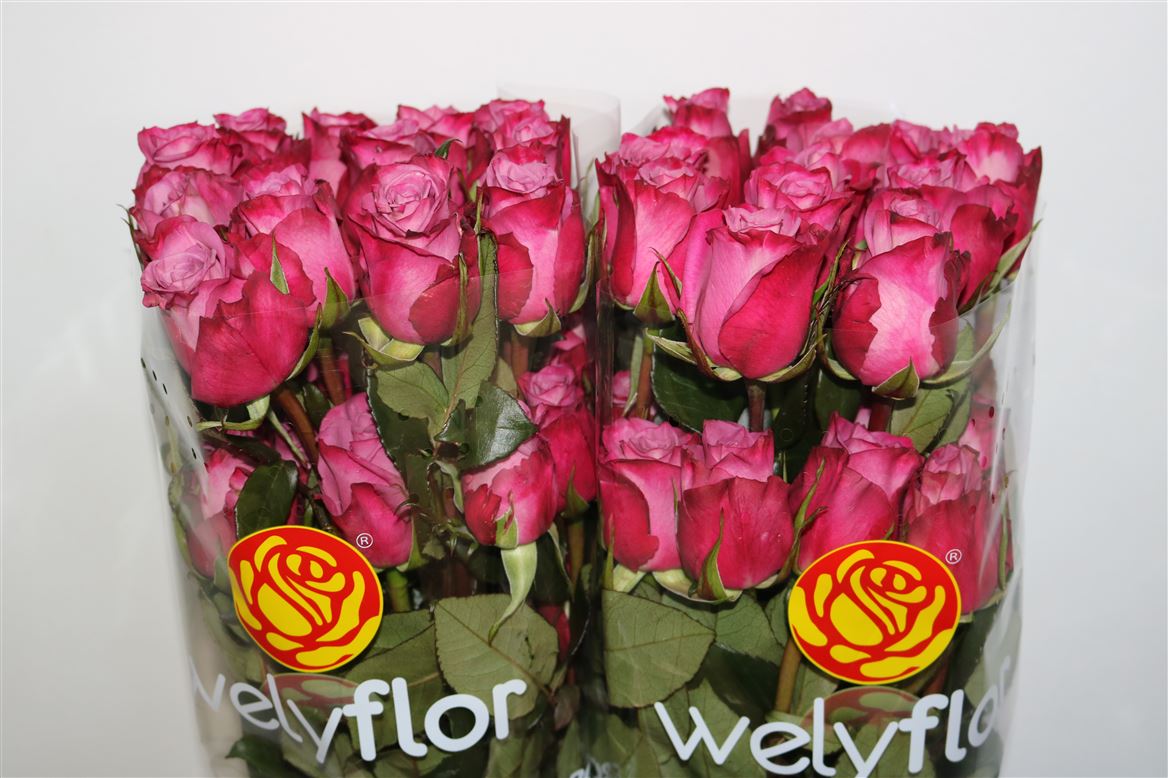 Rosa Moody Blues! 60cm
