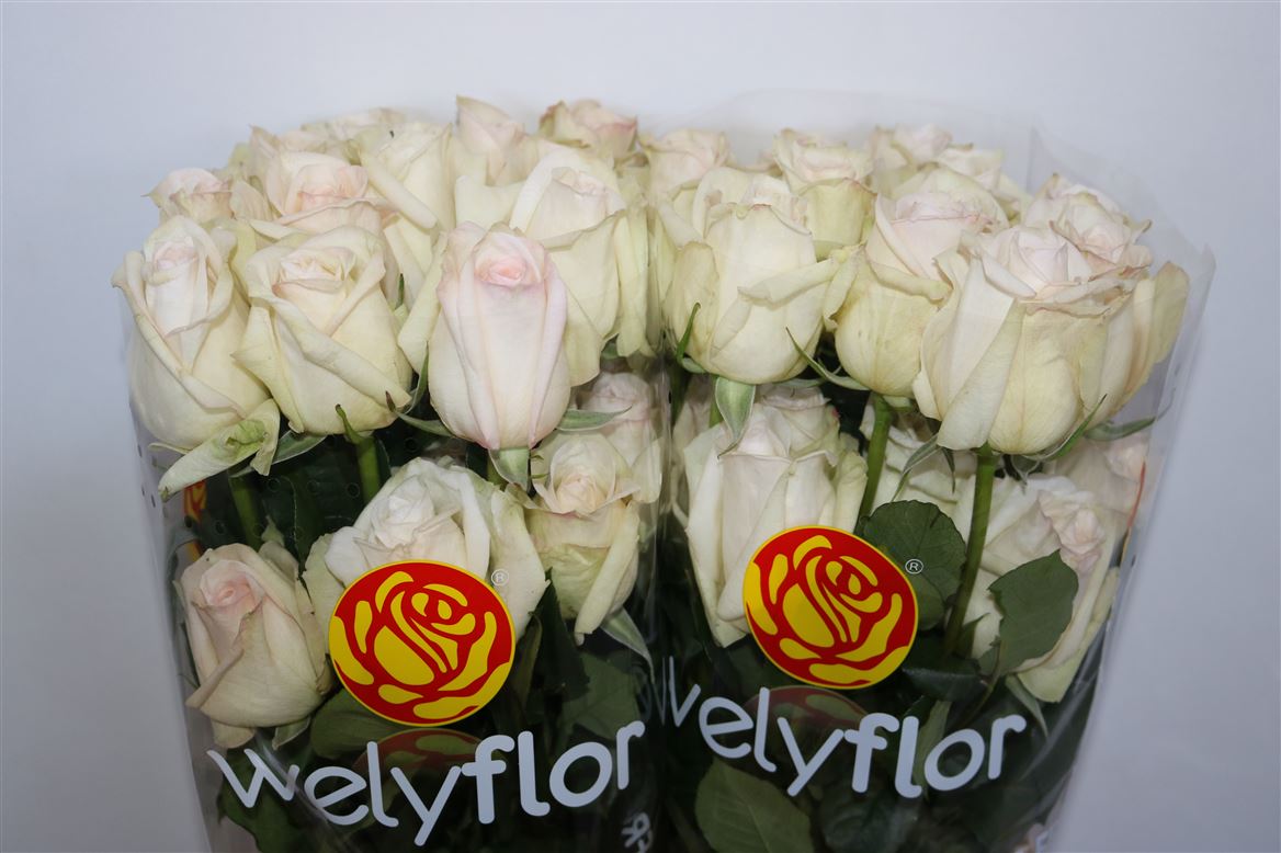 Rosa Garden White O Hara 50cm