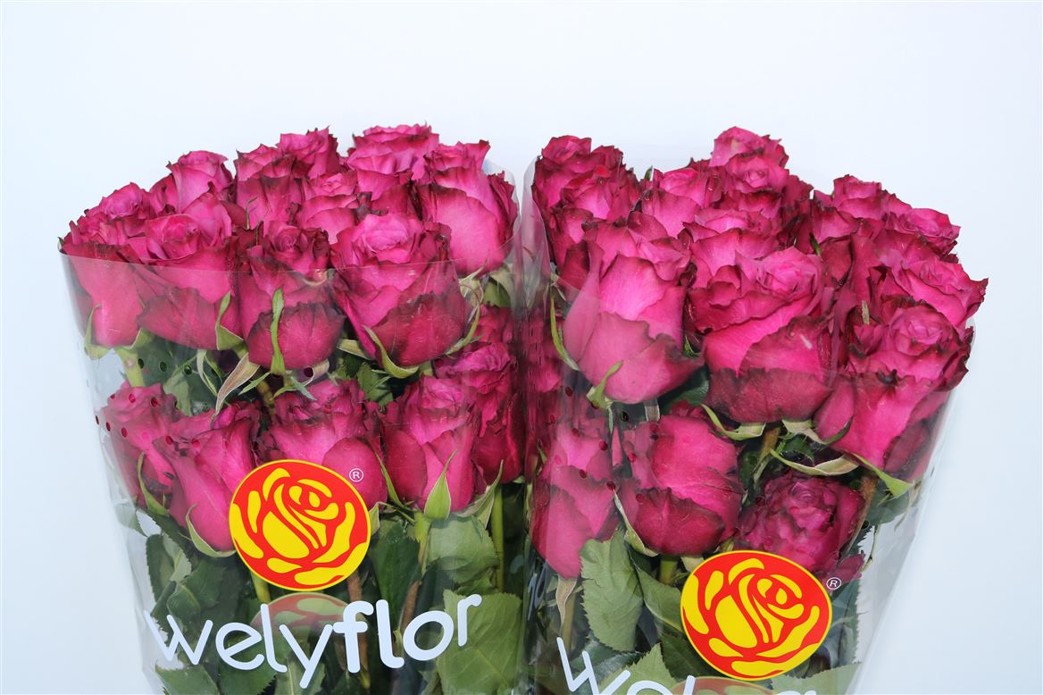 Rosa Blueberry 60cm